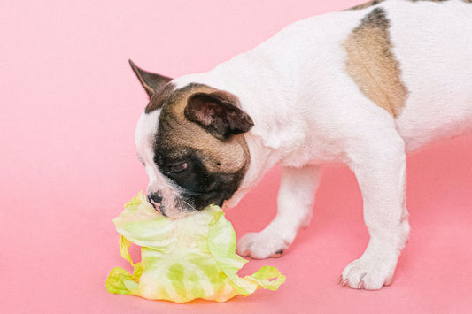 Französische Bulldogge mit rosa Hintergrund frisst einen ganzen Salatkopf