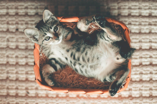 Getigerte Katze liegt in einem roten geflochtenen Korb, der auf einem Teppich steht