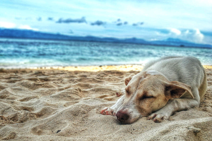 Grauer Hund liegt bei warmen Wetter am Strand mit dem Ozean im Hintergund