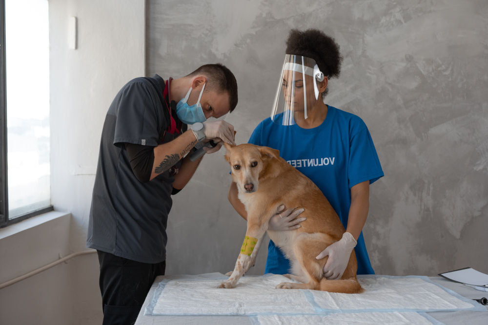 Ein alterhund sitzt auf einem Tisch und wird von Tierärzten untersucht