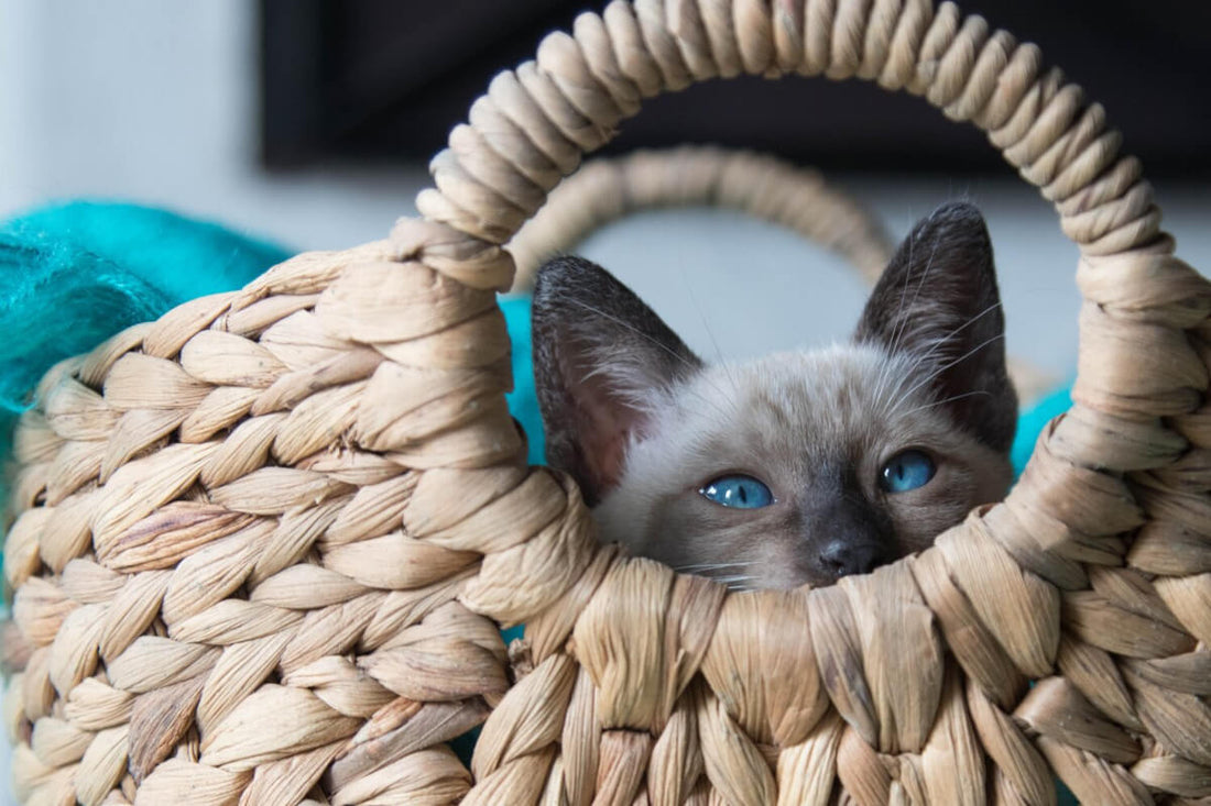 Graue Katze mit blauen Augen schaut durch eine Öffnung in einem geflochtenen Korb