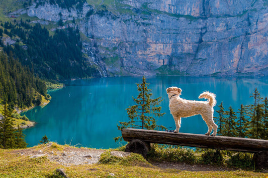 Weißer Hund steht auf einer Sitzbank und blickt auf einen wunderschönen blauen See mit einem Berg im Hintergrund