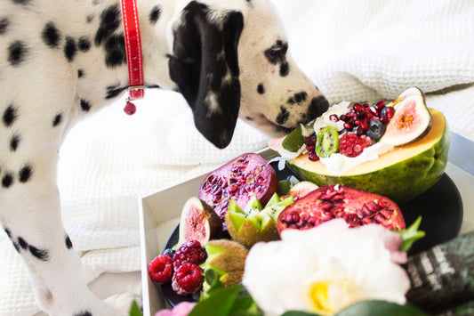 Dalmatiner Hund frisst frisches Obst von einem gedeckten Tisch